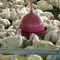 Japão suspende importação de carne de aves de Mato Grosso do Sul