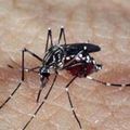Piauí tem redução de 76% nos casos de dengue em relação a 2022