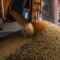 Após seis anos em alta, valor da produção agrícola cai 2,3% em 2023