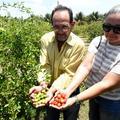 Acerola dos Tabuleiros Litorâneos de Parnaíba é exportada para os EUA e Europa