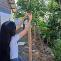 Horta escolar do CETI Cônego Cardoso promove sustentabilidade.