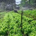 Sistemas de irrigação distribuídos pela SAF beneficiam mais de 2,6 mil famílias de agricultores