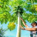 Projeto que vai investir R$ 250 milhões na agricultura familiar começa a ser executado em 2025