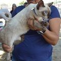 FMS vacina mais de 23 mil animais na zona Rural