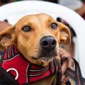 Rafael Fonteles sanciona lei para proteção animal e controle de reprodução de cães e gatos