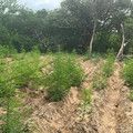 Polícia Militar desarticula duas roças de maconha no Piauí