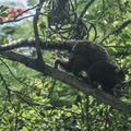 Terapia adaptada diminui mortes por febre amarela em 84%