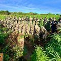 Polícia Militar desarticula roça de maconha com três hectares no sul do Piauí