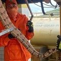 Jiboia é capturada dentro de veículo por equipe dos Bombeiros Militares de Oeiras