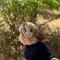 Programas de Proteção à Fauna Silvestre e aos Animais de Companhia são instituidos no Piauí