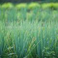 Investimentos em hortas e campos agrícolas de Teresina impulsionam a agricultura familiar