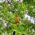 Semarh cadastra mais duas áreas de soltura de animais silvestres no Piauí