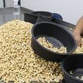 Piauí é o segundo maior produtor de castanha de caju do Brasil