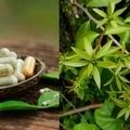 Anvisa proíbe suplementos alimentares com ora-pro-nóbis