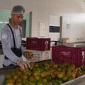 Banco de Alimentos da Nova Ceasa distribui 1,5 milhão de quilos de frutas e verduras