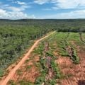 Piauí reduz mais de 12% o desmatamento ilegal em 2024, aponta MapBiomas