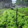SAF realiza entrega kits de irrigação para agricultores familiares de 49 municípios nesta quinta