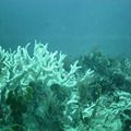 Edital do BNDES destina R$ 43 milhões para proteção de ilhas oceânicas