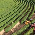 Cafés com IG lançam movimento Brasis Cafés de Origem no Brasil e no exterior