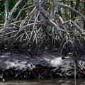 Brasil anuncia adesão à Mangrove Breakthrough, iniciativa global para proteção de manguezais