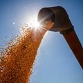 Brasil poderá ter novo recorde na produção de grãos na safra 2024/2025