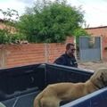 Guarda Municipal amplia atuação e passa a coibir crimes de maus-tratos a animais