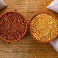 SAF promove agroecologia e fortalece agricultura familiar com produção sustentável.
