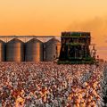 Piauí conquista o 3º lugar no ranking nacional de área plantada de algodão