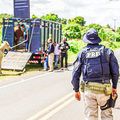 Operação Porteira Fechada reduz em mais de 50% mortes por acidentes com animais nas rodovias