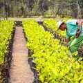 Governo e Prefeitura de Ipiranga entregam 50 mil mudas de caju a 250 agricultores