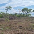 Desmatamento recua quase 60% no Piauí, maior redução entre estados com cerrado