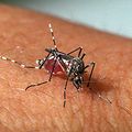 FMS promove ações de combate ao Aedes aegypti nos hospitais